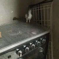 کبوتر|پرنده|محمدیه-قزوین, |دیوار