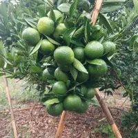 فروش نارنگی ژاپنی سر باغ