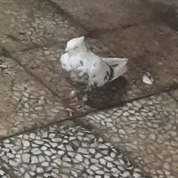 دوتا دم قهوه ای پرشتی جونه|پرنده|پلدختر, |دیوار