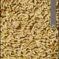 فروش ۵۰۰ کیلو جو دولتی حواله اماده