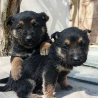 ژرمن شپرد اصل