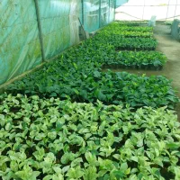 فروش عمده پتوس نشایی