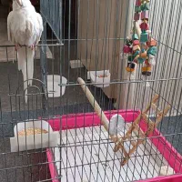 عروس هلندی آلبینو (کنارک)|پرنده|کنارک, |دیوار