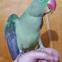 جوجه شاه طوطی سخنگو