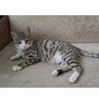 گربه واگذاری|گربه|زاهدان, |دیوار