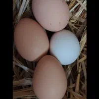 تخم مرغ نطفه دار برهما|حیوانات مزرعه|اصفهان, شهرک کاوه|دیوار