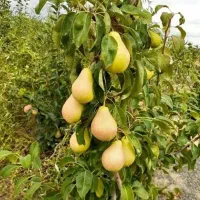 نهالستان گردو و بادام دیرگل و پربار پالیز|خدمات باغبانی و درختکاری|شاهینشهر, بوستان حافظ|دیوار