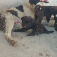 اصل قدرجونی نره ماده جفتش 3 ملیون