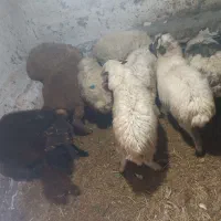 بره نر و ماده|حیوانات مزرعه|اردبیل, |دیوار