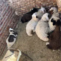 سلام ۴تا نر دوتا ماده بره