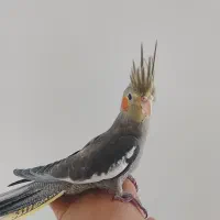 فوری فروش یک عدد عروس هلندی خاکستری نر سخنگو