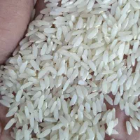 برنج عنبربوشیروان