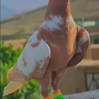 کفتر کبوتر گروه کفتر بازان مشهد