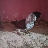 شکلاتی گرگی قاره|پرنده|سرخنکلاته, |دیوار