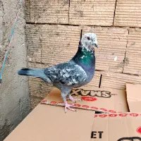 کبوتر مسافتی نر کله ماستی|پرنده|فردیس, سپید دشت|دیوار