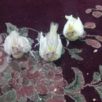 عروس هلندی سریلاکی