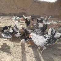 نیمچه. دوتک. مرغ. خروسی. مرغ کپ|حیوانات مزرعه|اصفهان, ملک‌شهر|دیوار