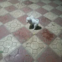 پشمالو|سگ|خان ببین, |دیوار