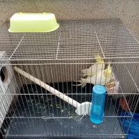 چراغ زرد 3 حالته و عروس هلندی لوتینو نر و ماده جفت