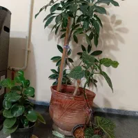 ۴ عدد گل زیبا و سرحال