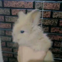 خرگوش لوپی مینیاتوری|موش و خرگوش|مشهد, شهید قربانی|دیوار