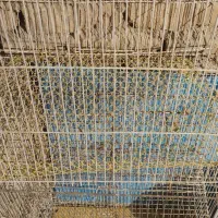 تعدادی قفس و ابخوری و دانخوری بزرگ