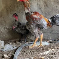 مرغ|حیوانات مزرعه|جیرفت, |دیوار