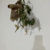 لانهبلبل|لوازم جانبی حیوانات|ایجرود, |دیوار