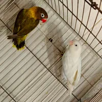 طوطی برزیلی کوتوله|پرنده|شیراز, گل سرخ|دیوار