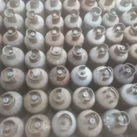 فروش کپسول بوتان وپرسی 11کیلویی تعداد بالا|اجاق گاز و لوازم برقی پخت‌وپز|شوش, |دیوار