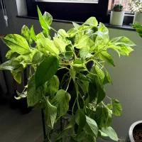 گیاه پتوس مرمری بزرگ