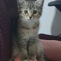 فروش توله گربه های سه ماهه
