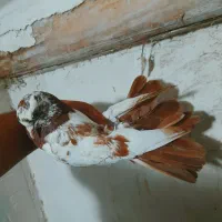 کفتر|پرنده|اردبیل, |دیوار