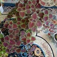 گل و گیاه|گل و گیاه طبیعی|باغ ملک, |دیوار