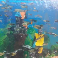 ماهی گوپی|ماهی|پاکدشت, خاتون آباد|دیوار