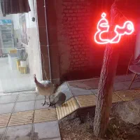 بقلمون بیوتی گوشتی
