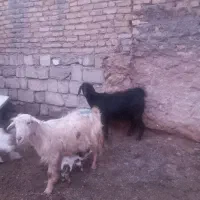 بز بزغاله چاووش