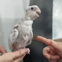 طوطی عروس هلندی|پرنده|اشنویه, |دیوار