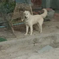 سگ نگهبان