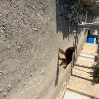 ژرمن نژاد خوب