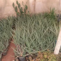 فروش آلوورا