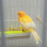 قناری سرخ اورجینال ردفاکتور|پرنده|مشهد, خرمشهر|دیوار