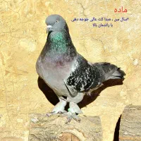 کبوتر ترکیه|پرنده|شیراز, لاله|دیوار