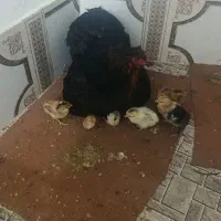 مرغ برهما به همراه هشت تا جوجه ده روزه