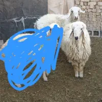 ۲ عدد بره نر بستنی درجه یک