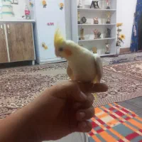 عروس هلندی دستی