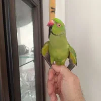 طوطی ملنگوی نر 16ماهه اهلی|پرنده|سهند, |دیوار