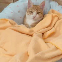 واگذاری گربه دی اس اچ