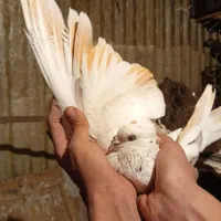 خال پیس ماده کاکلی