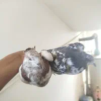کفتر|پرنده|آران و بیدگل, |دیوار